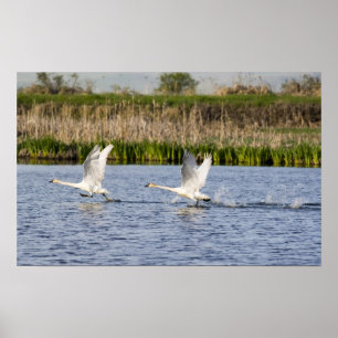 Poster Paire de reproduction de cygnes de toundra décolle