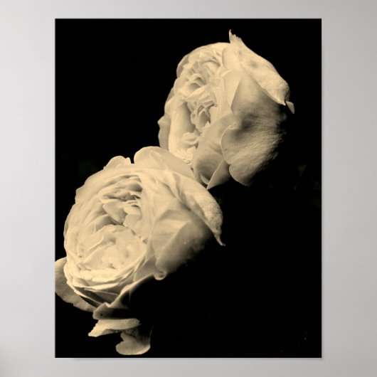 Poster Paire de roses teintées de sépia (Devant)