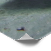 Poster Paire de surpoisson (Coin)