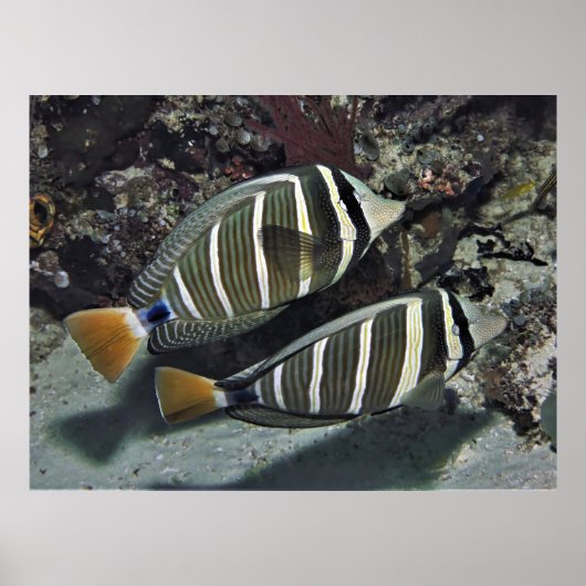 Poster Paire de surpoisson (Devant)