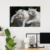 Poster Paire de tigre (Bureau à domicile)