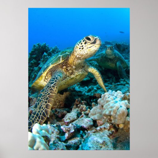 Poster Paire de tortue (Devant)