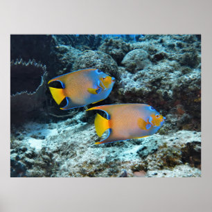 Poster Paire des Reines