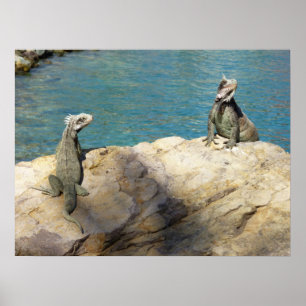 Poster Paire d'Iguanes Photographie de faune tropicale