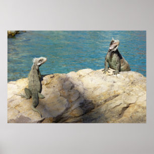 Poster Paire d'Iguanes Photographie de faune tropicale