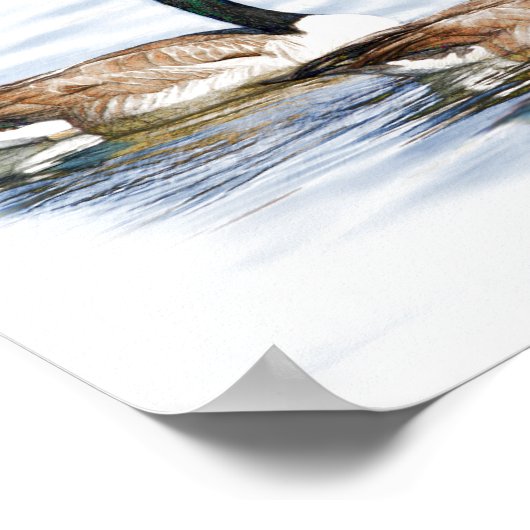 Poster Paire d'oies (Coin)