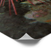 Poster Paire d'oursins géants de la mer Rouge (Coin)