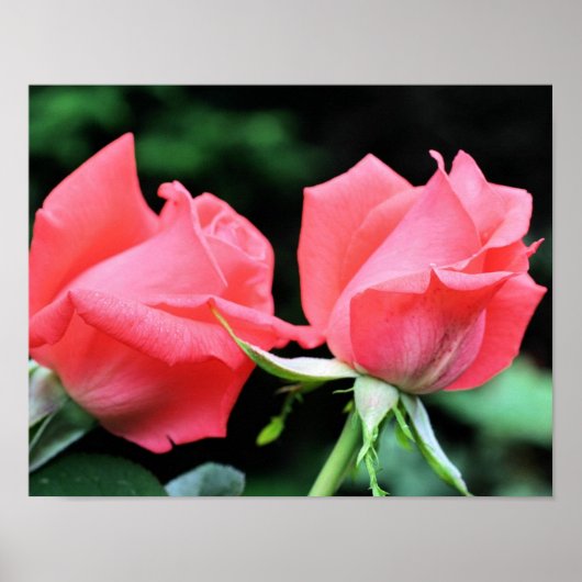 Poster Paire rose Rosebud (Devant)