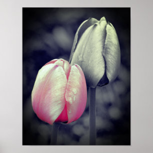 Poster Paire Tulipe Rose Couleur Partielle Noir Et Blanc