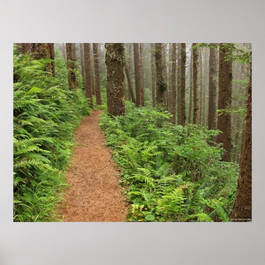 Poster Paisible Forest Trail (Devant)