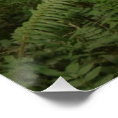 Poster Paisible Green Forest Trail à Washington (Coin)