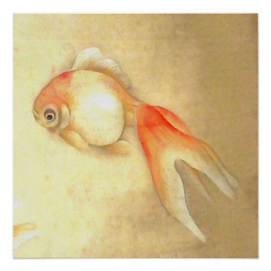 Poster Paisible poisson rouge japonais (Devant)