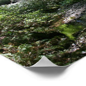Poster "Paix Verte", Muir Woods (Coin)
