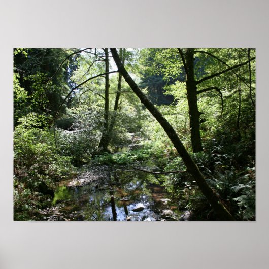 Poster "Paix Verte", Muir Woods (Devant)