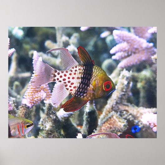 Poster Pajama cardinalfish (Devant)