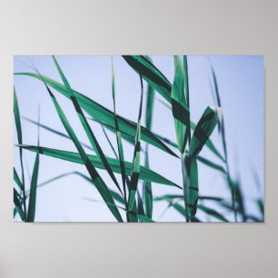 Poster Pale Pastel Green Gris Reeds