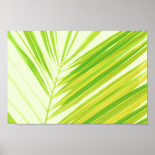 Poster Pale Pastel Green Palm Tree Feuilles