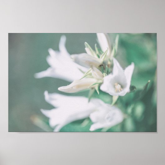 Poster Pale Pastel Vert Fleurs de Bell Blanches (Devant)