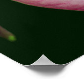 Poster Pale Rose Lady Slipper Orchidée Fleur gros (Coin)
