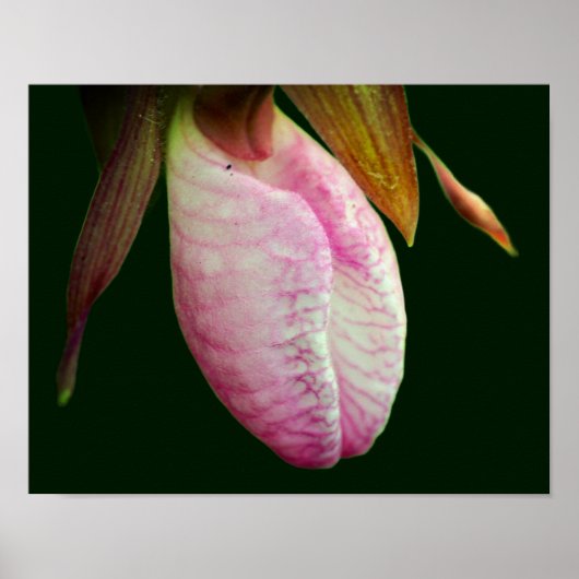 Poster Pale Rose Lady Slipper Orchidée Fleur gros (Devant)