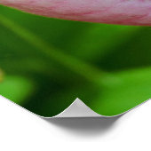 Poster Pale Rose Lady Slipper Orchidée Fleur gros (Coin)