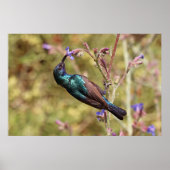 Poster Palestine Sunbird, faune nationale des oiseaux (Devant)