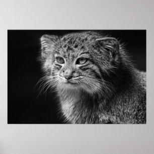 Poster Pallas's cat portrait