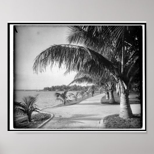Poster Palm Beach, Floride c1894 Vintage (Devant)