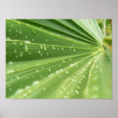 Poster Palm Frond (Devant)