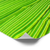 Poster - Palm Frond au soleil (Coin)