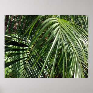Poster Palm Fronds Beaux Art Photographie de la nature
