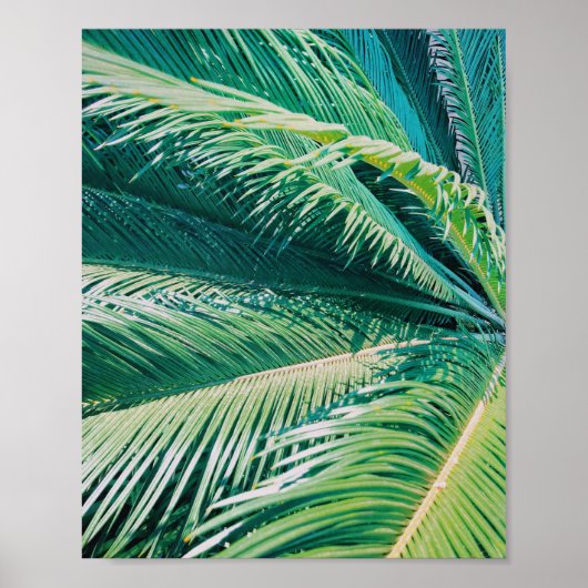 Poster Palm Tree Tropical Beach Photographie Imprimer (Devant)