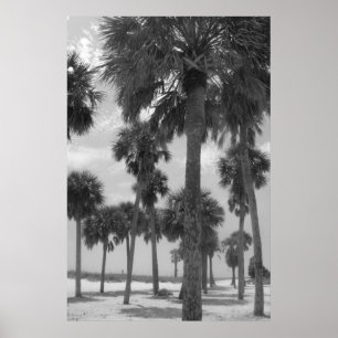 Poster Palm Trees