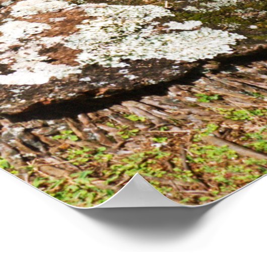 Poster Palm Trees Along Hideaways Beach (Coin)