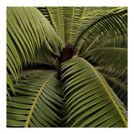 Poster Palm Tropical Art Botanique Dioon Spinulosum (Devant)