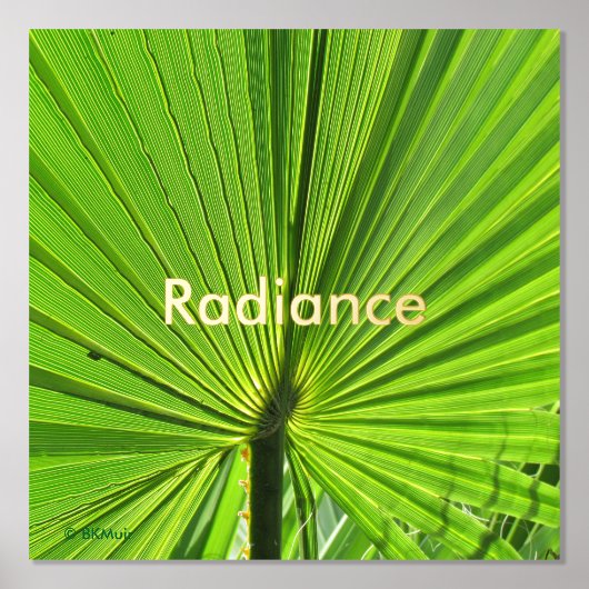 Poster - Palme Rayant Frond (Recto)