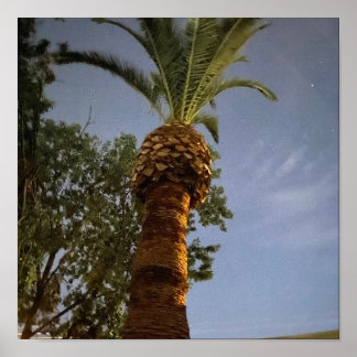 Poster Palmier 🌴