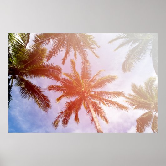 Poster Palmier de coco avec lumière du soleil (Devant)