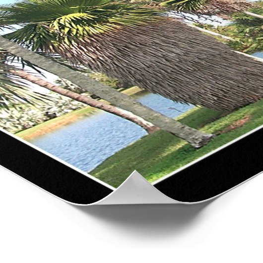 Poster Palmier de Copernicia macroglossa (Coin)