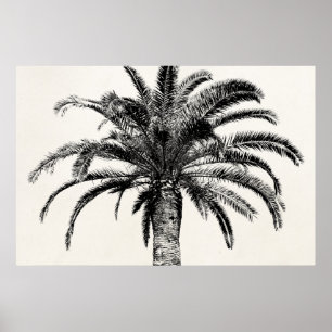 Poster Palmier de l'île tropicale rétro en noir et blanc