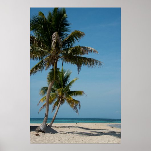 Poster Palmier et plage de sable blanc (Devant)