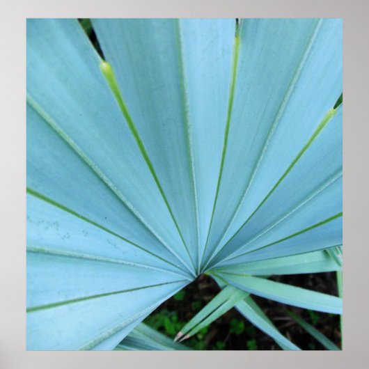 Poster Palmier gris Bismarck Gros plan Imprimer (Devant)