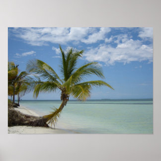 Poster Palmier solitaire sur une plage cubaine