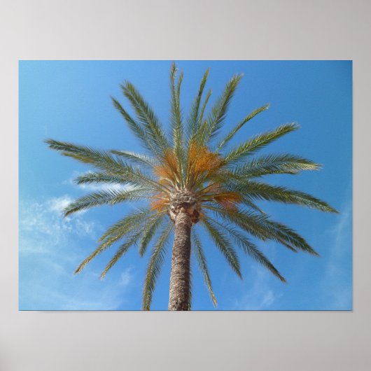 Poster Palmier tropical et ciel bleu (Devant)