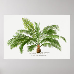 Poster Palmier vintage, illustration