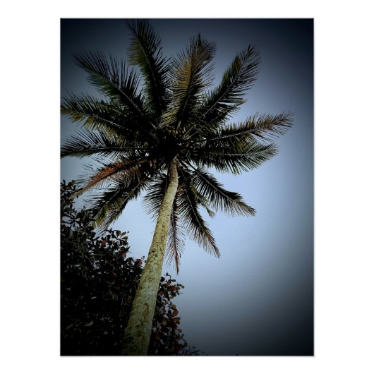 Poster Palmiers (Devant)