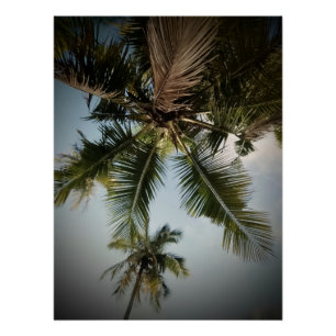 Poster Palmiers