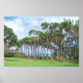 Poster Palmiers à pied à Hawaii (Devant)