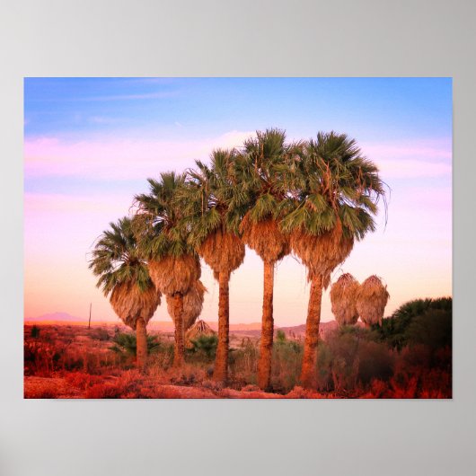 Poster Palmiers au coucher du soleil (Devant)