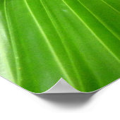 Poster Palmiers de fanas sauvages (Coin)